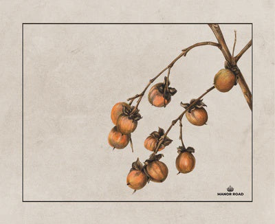 Manor Road Paper Placemats, Persimmon, 31x38cm, 30 sheets