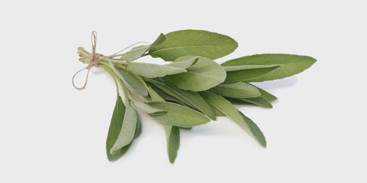 Fresh Herbs, Sage, 1 Bunch