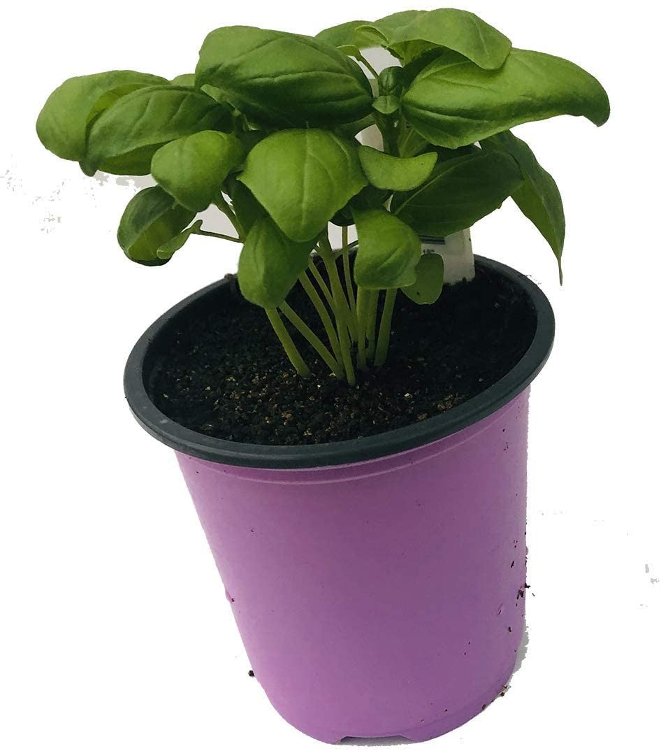 Fresh Potted Herbs - Basil x 1ct