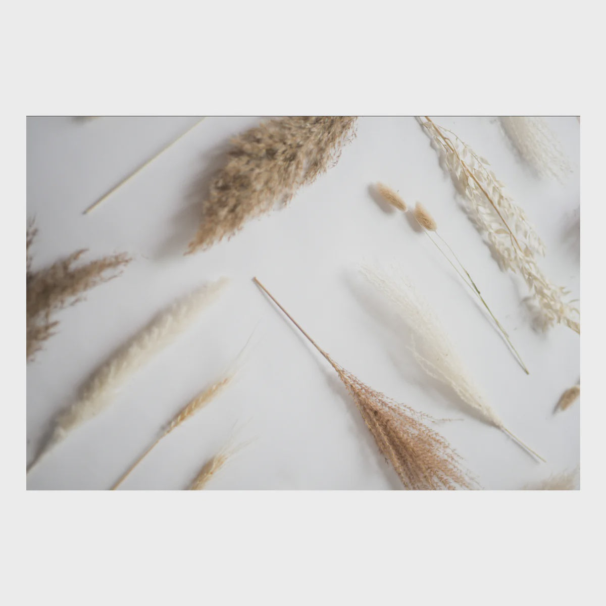 Zela Pampas Placemats 25pk