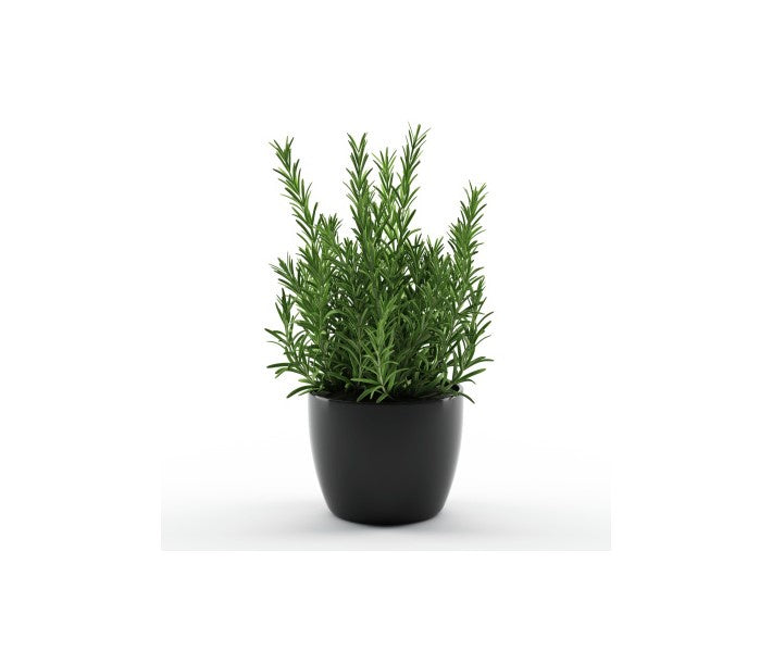 Fresh Potted Herbs - Rosemary x 1ct