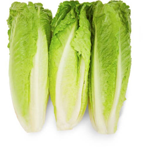 Fresh Greens - Romaine Lettuce, 1 ct